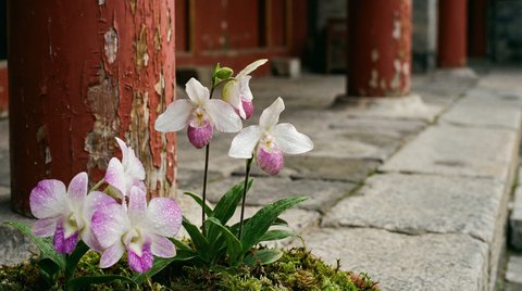 免费看片兰花视频